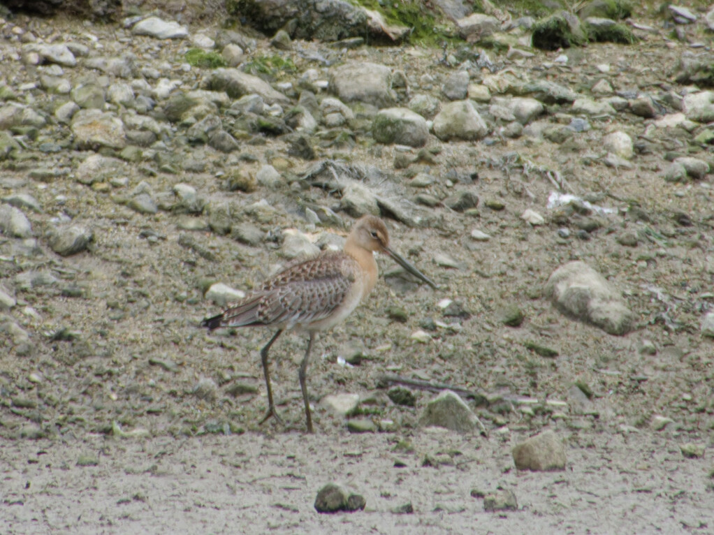 Black Tailed Godwit